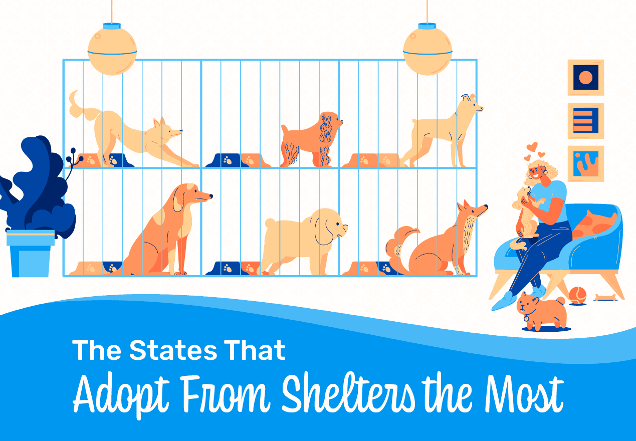 A header image for a blog about pet adoption statistics by state