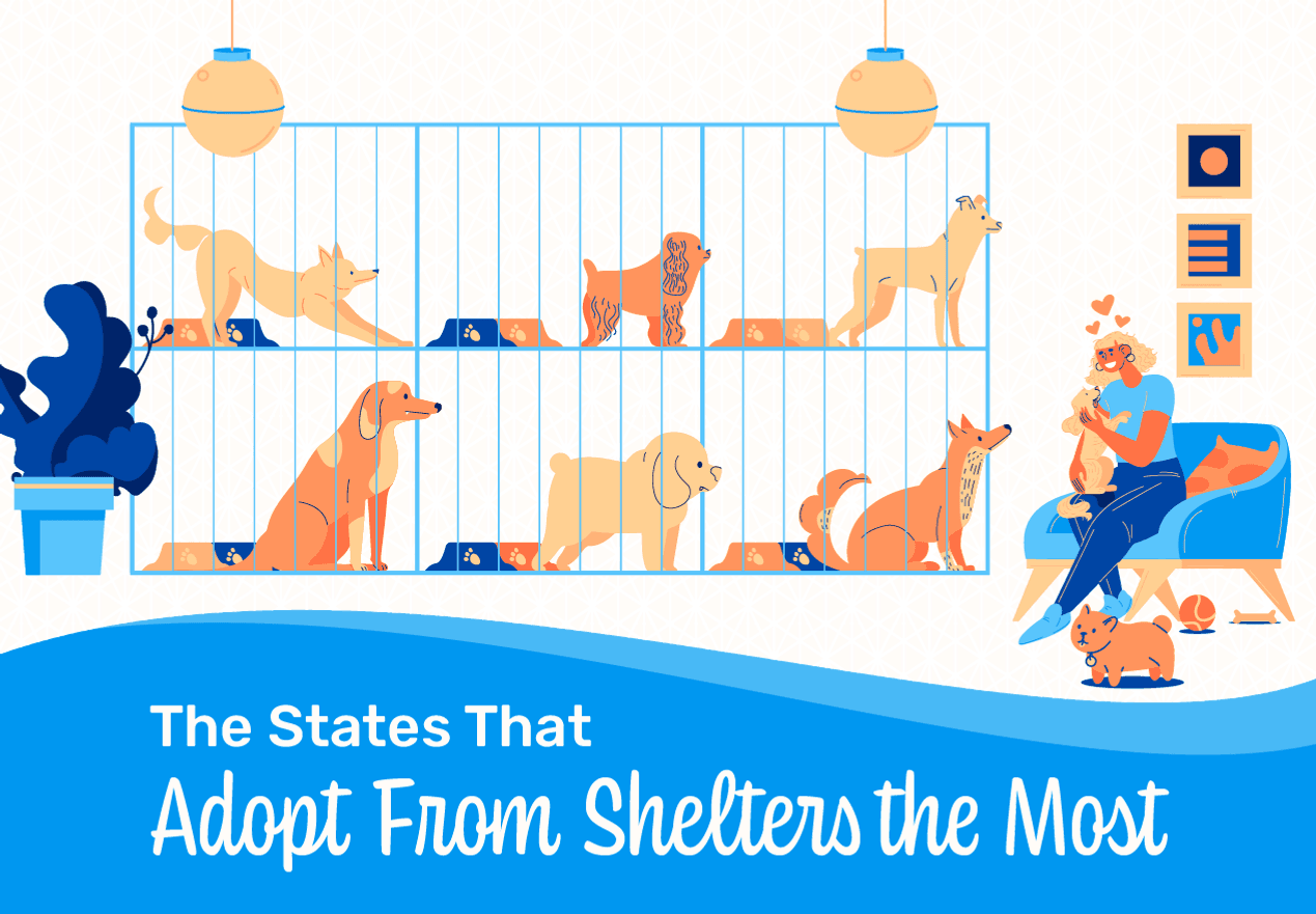 A header image for a blog about pet adoption statistics by state